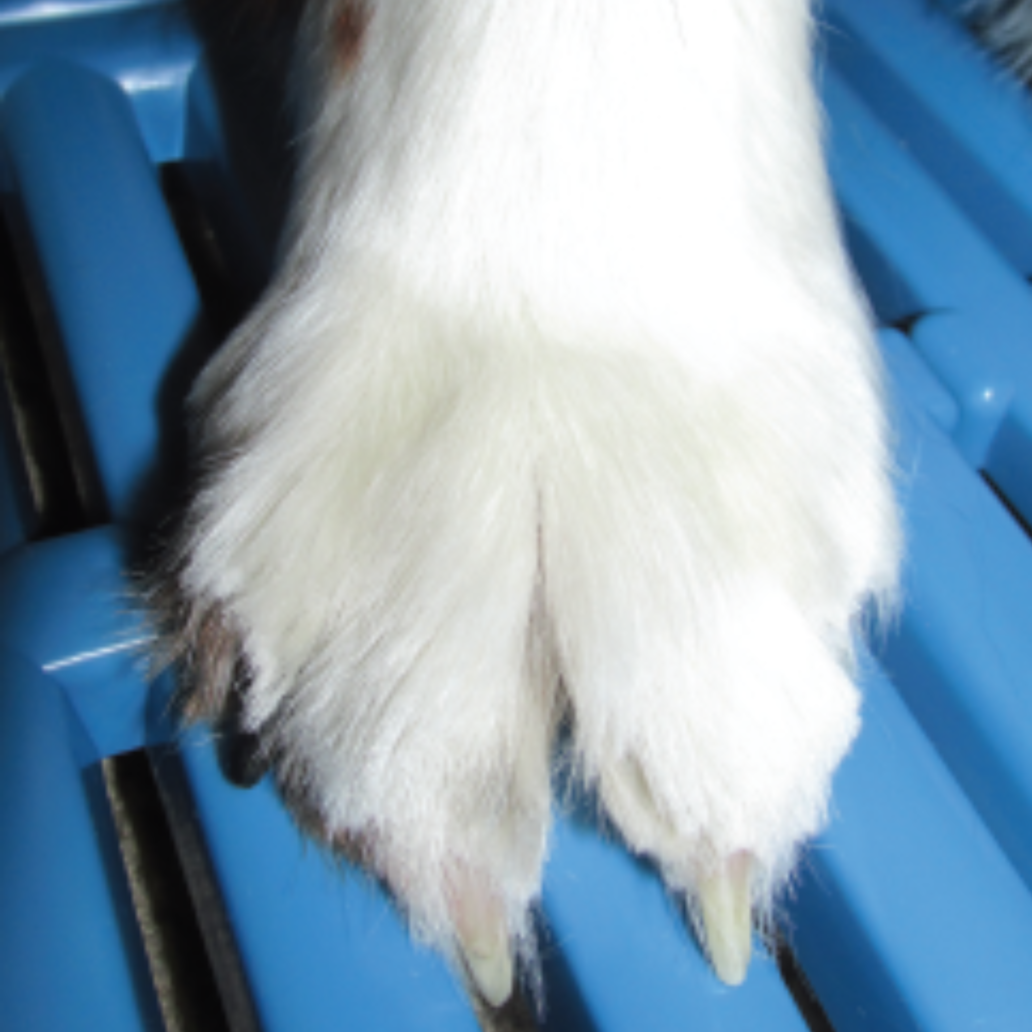 Paw Protector Cage Racks