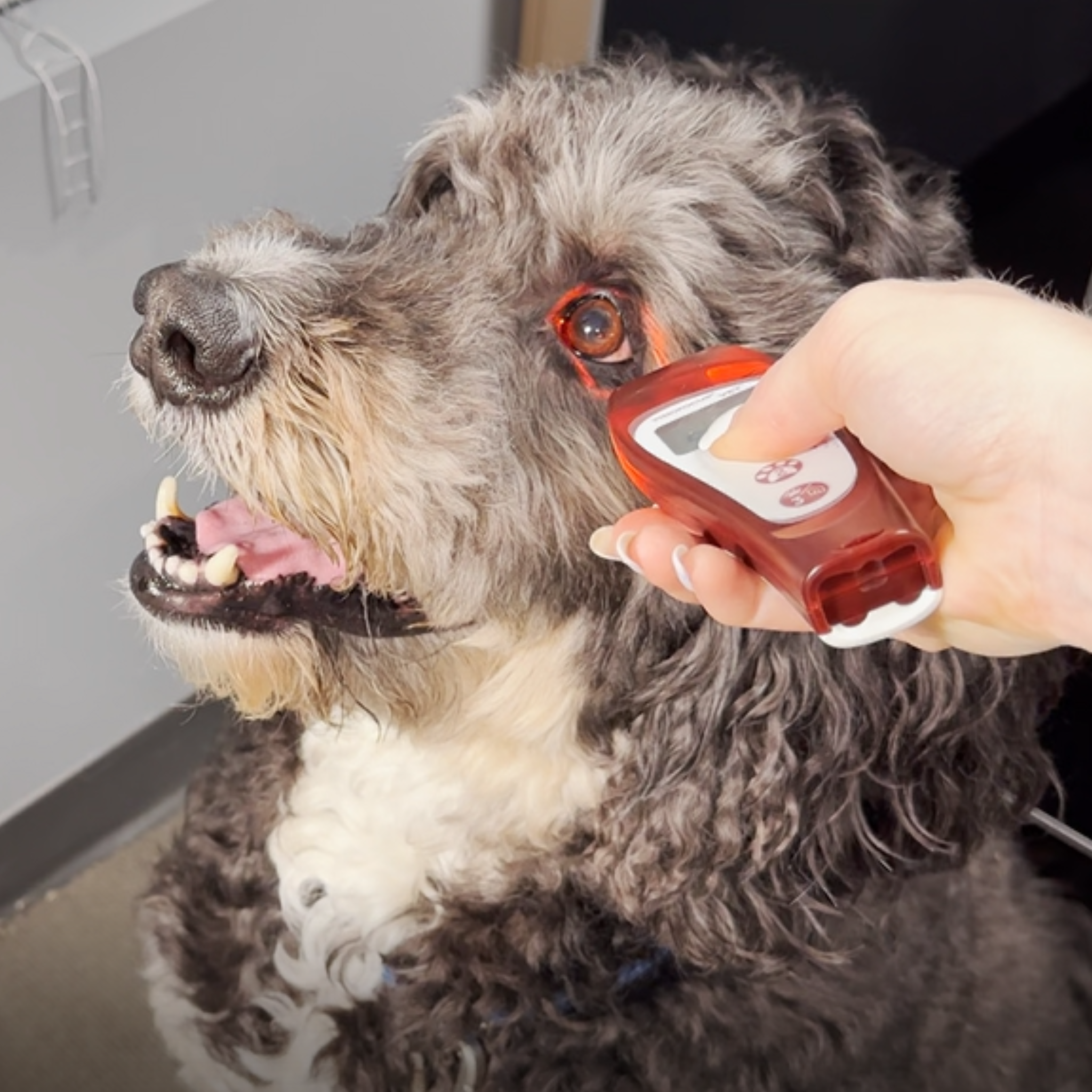 VisioFocus VET Thermometer