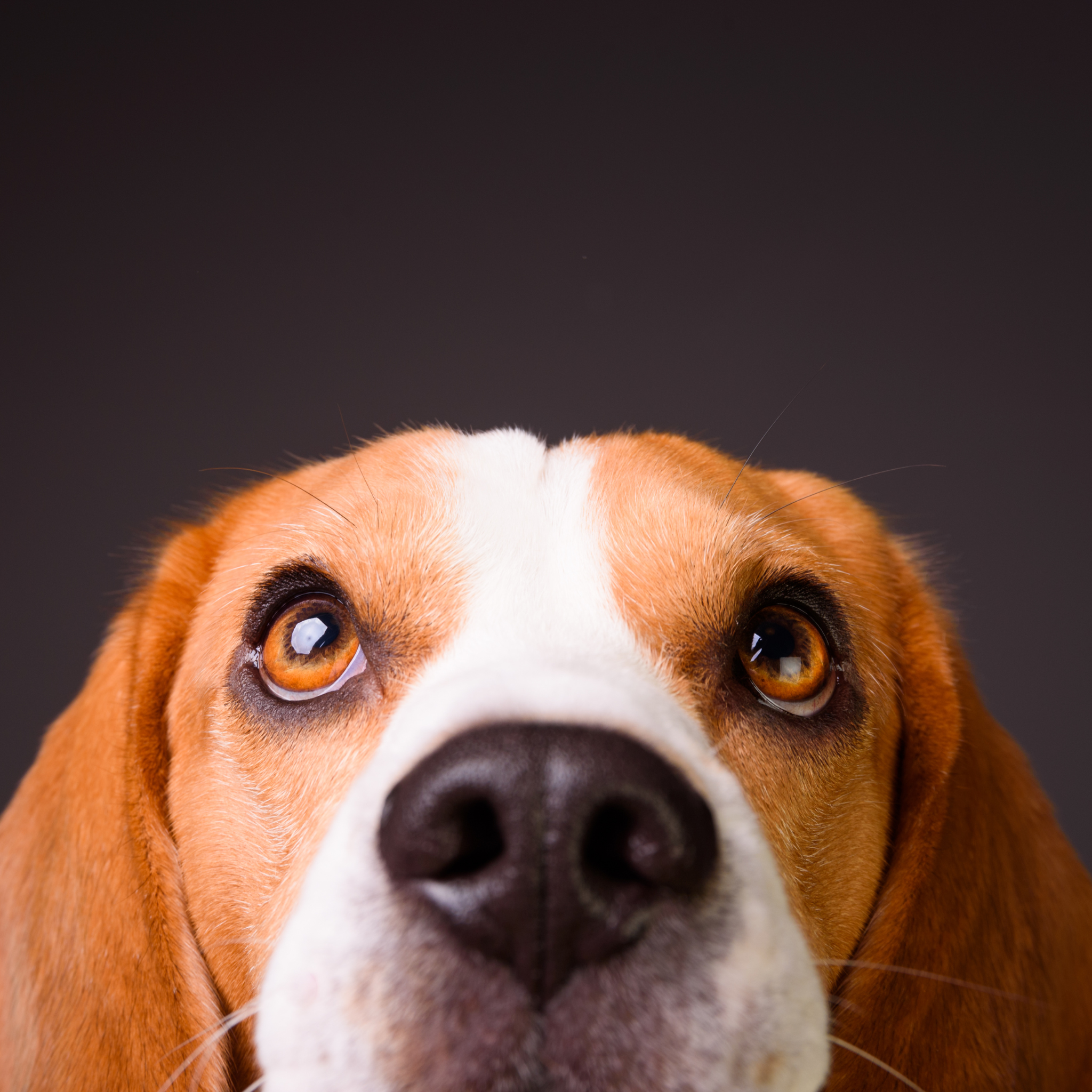 Advanced Ophthalmic Pack