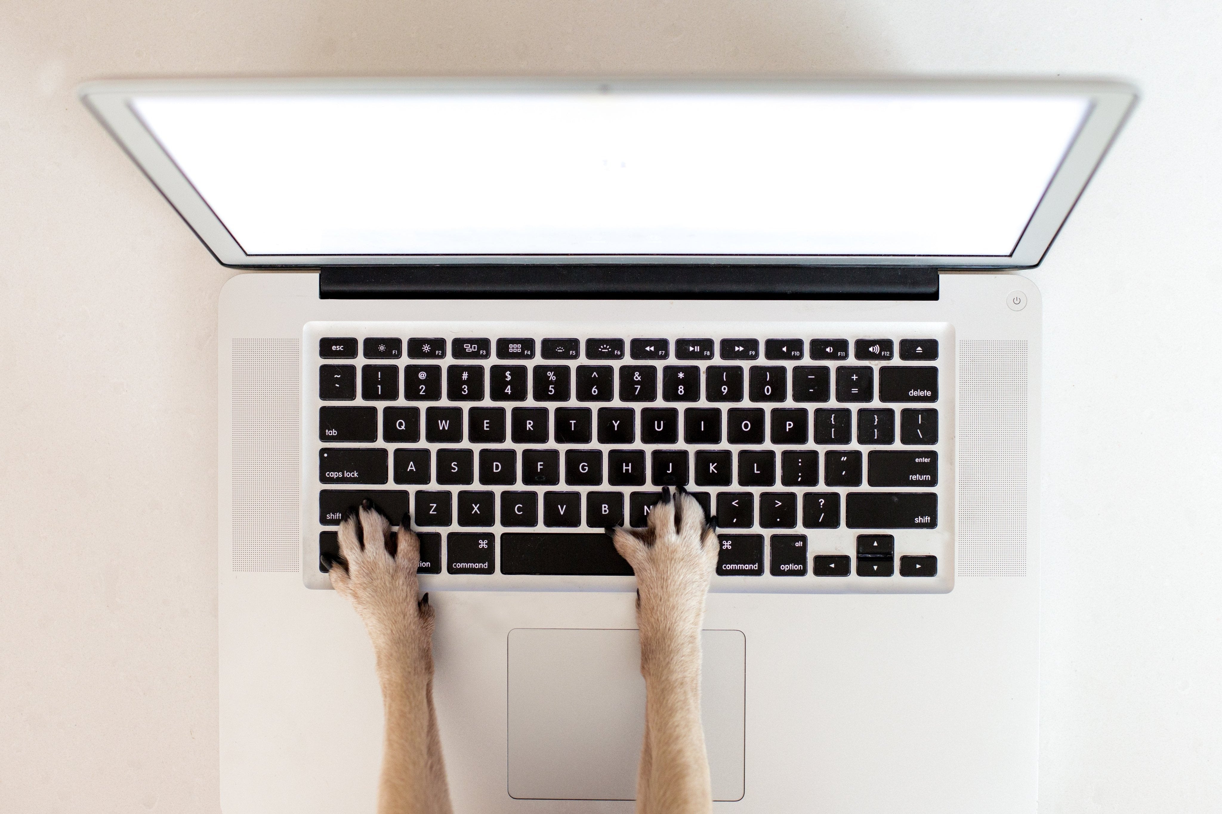 Dog typing on computer