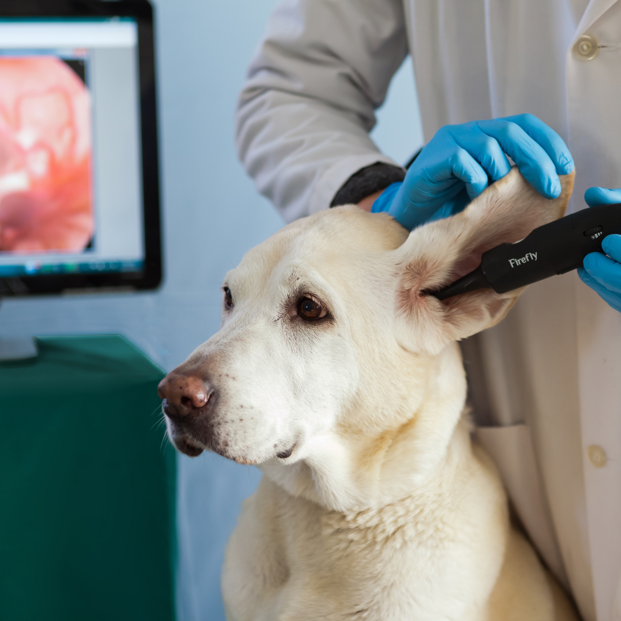 Firefly Wireless HD Veterinary Video Otoscope